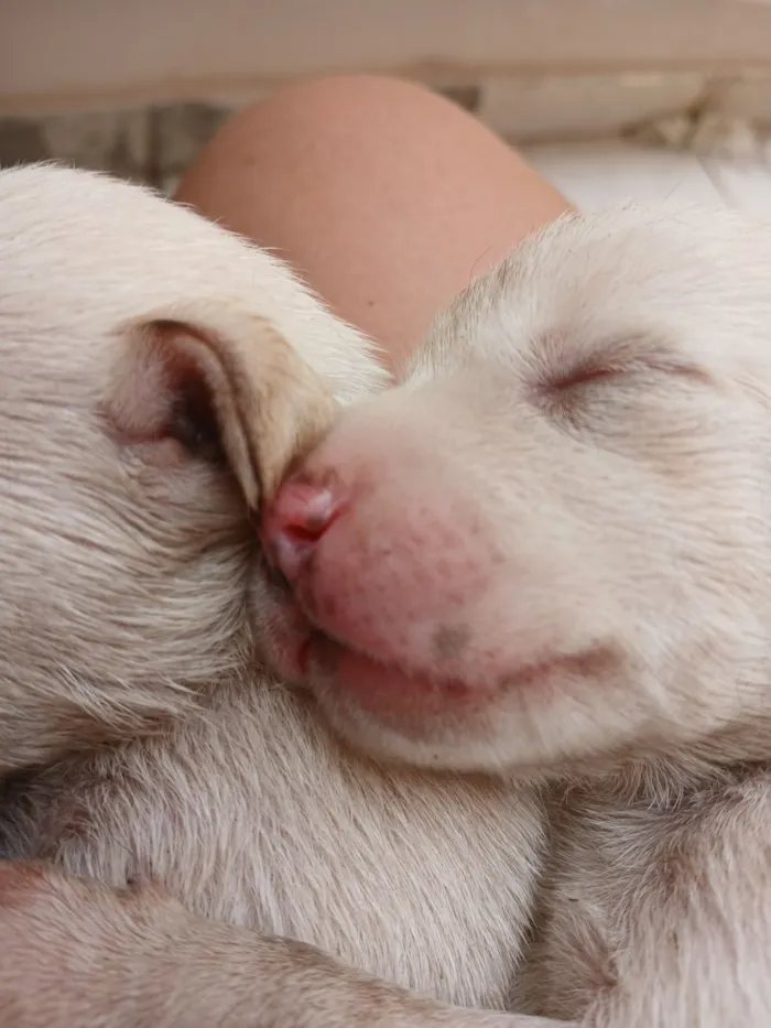 Cachorro raça SRD-ViraLata idade 2 a 6 meses nome Filhotes