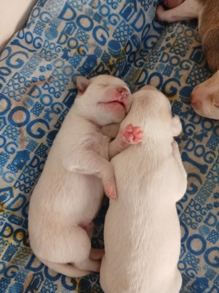 Cachorro raça SRD-ViraLata idade 2 a 6 meses nome Filhotes