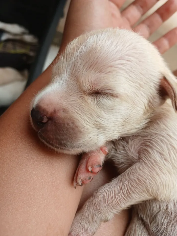 Cachorro raça SRD-ViraLata idade 2 a 6 meses nome Filhotes