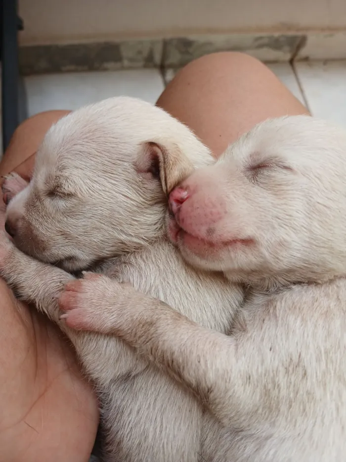 Cachorro raça SRD-ViraLata idade 2 a 6 meses nome Filhotes