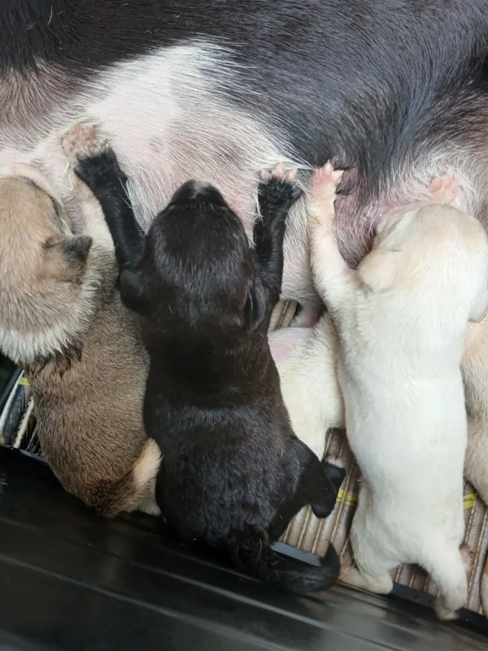 Cachorro raça SRD-ViraLata idade 2 a 6 meses nome Filhotes