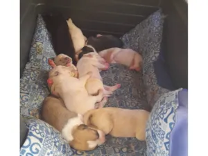 Cachorro raça SRD-ViraLata idade 2 a 6 meses nome Filhotes 