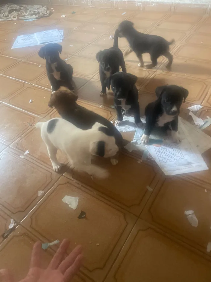 Cachorro raça SRD-ViraLata idade Abaixo de 2 meses nome Lidiane