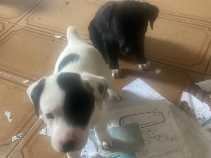 Cachorro raça SRD-ViraLata idade Abaixo de 2 meses nome Lidiane