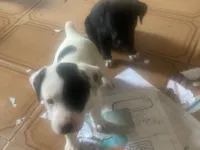 Cachorro raça SRD-ViraLata idade Abaixo de 2 meses nome Lidiane