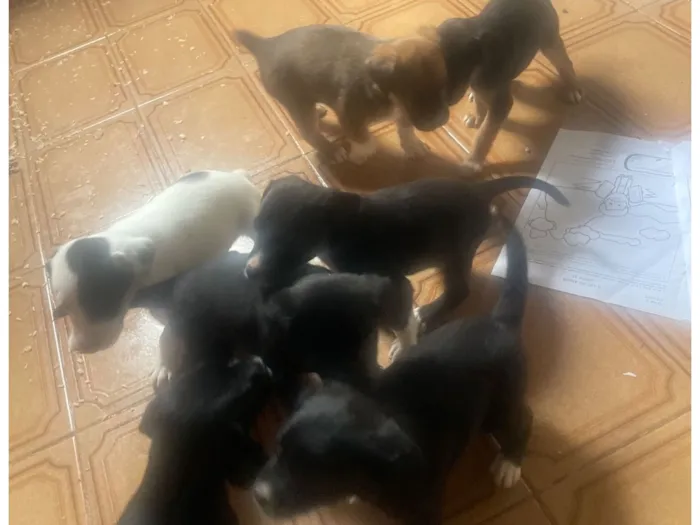 Cachorro raça SRD-ViraLata idade Abaixo de 2 meses nome Lidiane