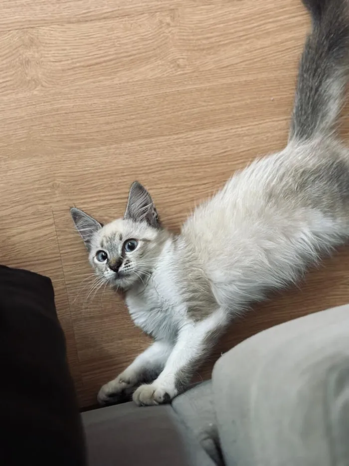 Gato raça SRD-ViraLata idade 2 a 6 meses nome Gato filhote 