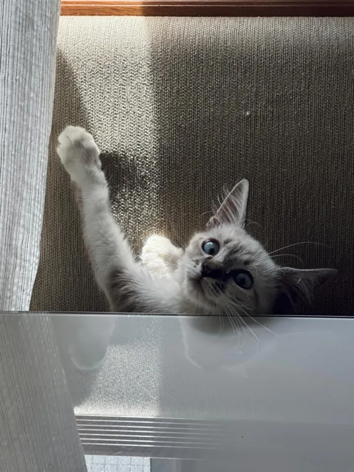 Gato raça SRD-ViraLata idade 2 a 6 meses nome Gato filhote 