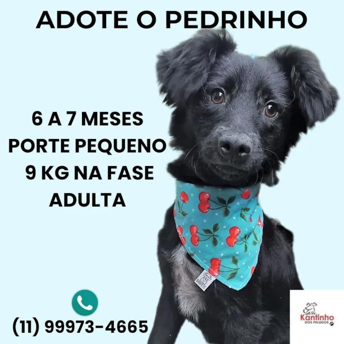 Pedrinho