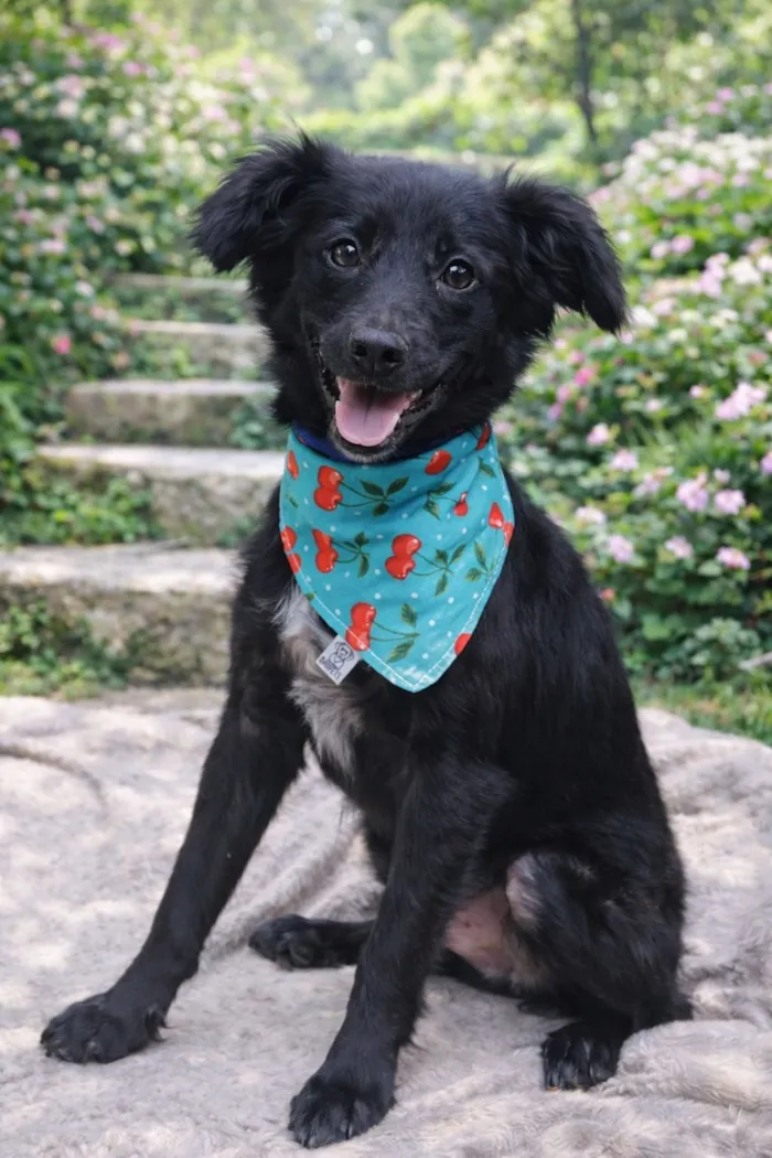 Cachorro raça SRD-ViraLata idade 2 a 6 meses nome Pedrinho