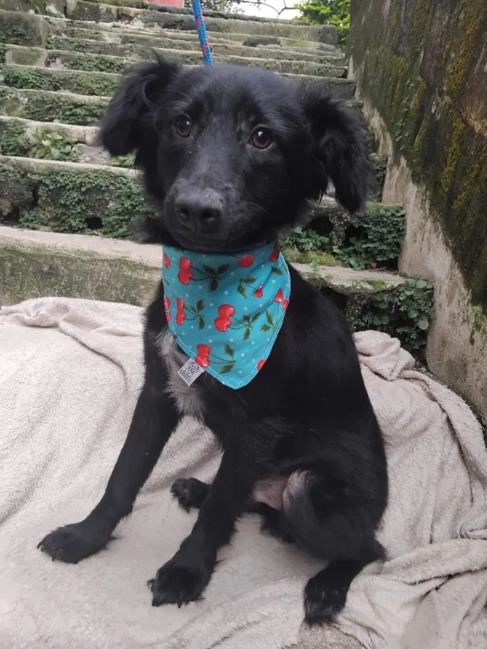 Cachorro raça SRD-ViraLata idade 2 a 6 meses nome Pedrinho