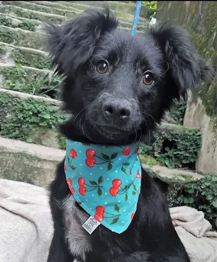 Cachorro raça SRD-ViraLata idade 2 a 6 meses nome Pedrinho