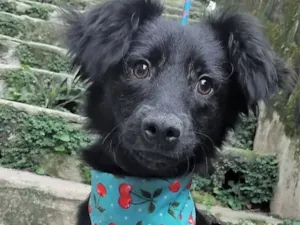 Cachorro raça SRD-ViraLata idade 2 a 6 meses nome Pedrinho