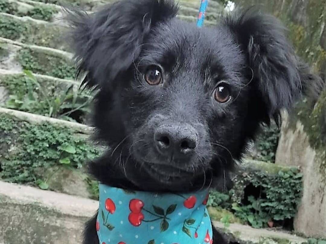 Cachorro raça SRD-ViraLata idade 2 a 6 meses nome Pedrinho