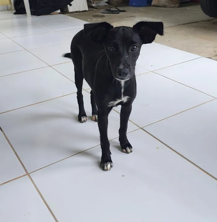 Cachorro raça SRD-ViraLata idade 7 a 11 meses nome Kiara