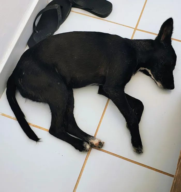 Cachorro raça SRD-ViraLata idade 7 a 11 meses nome Kiara
