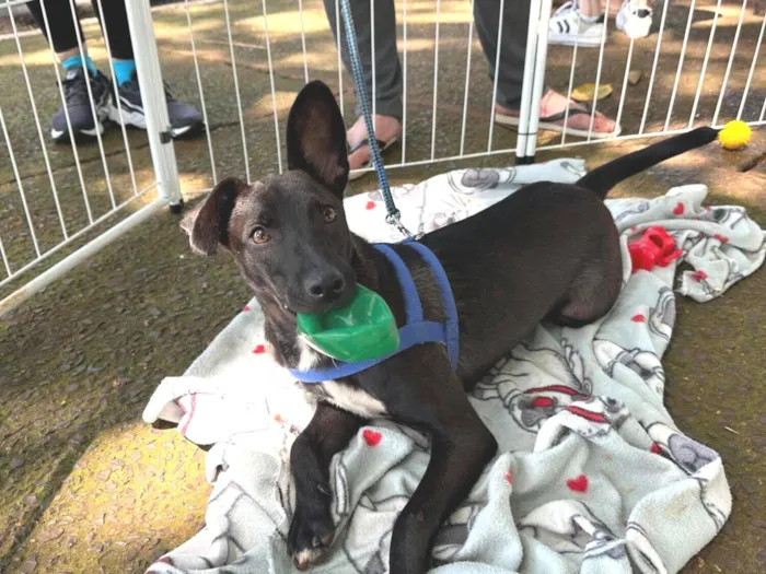 Cachorro raça SRD-ViraLata idade 7 a 11 meses nome Pandoca: Uma sapeca cheia de vida em busca de um recomeço!