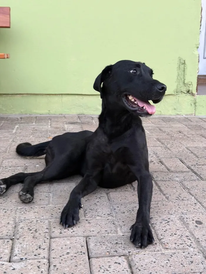 Cachorro raça SRD-ViraLata idade 1 ano nome Flor