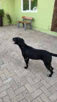Cachorro raça SRD-ViraLata idade 1 ano nome Flor