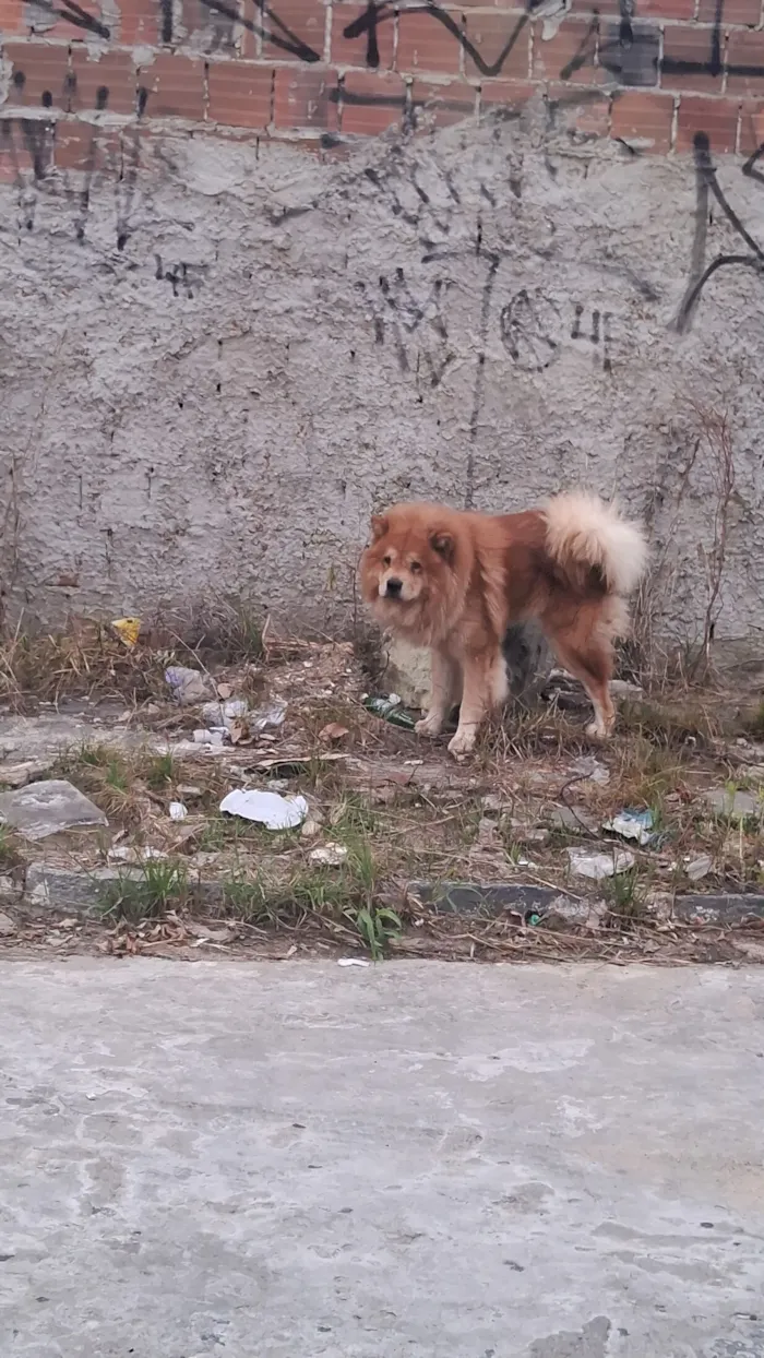 Cachorro raça Chow Chow idade 2 anos nome Chow Chow