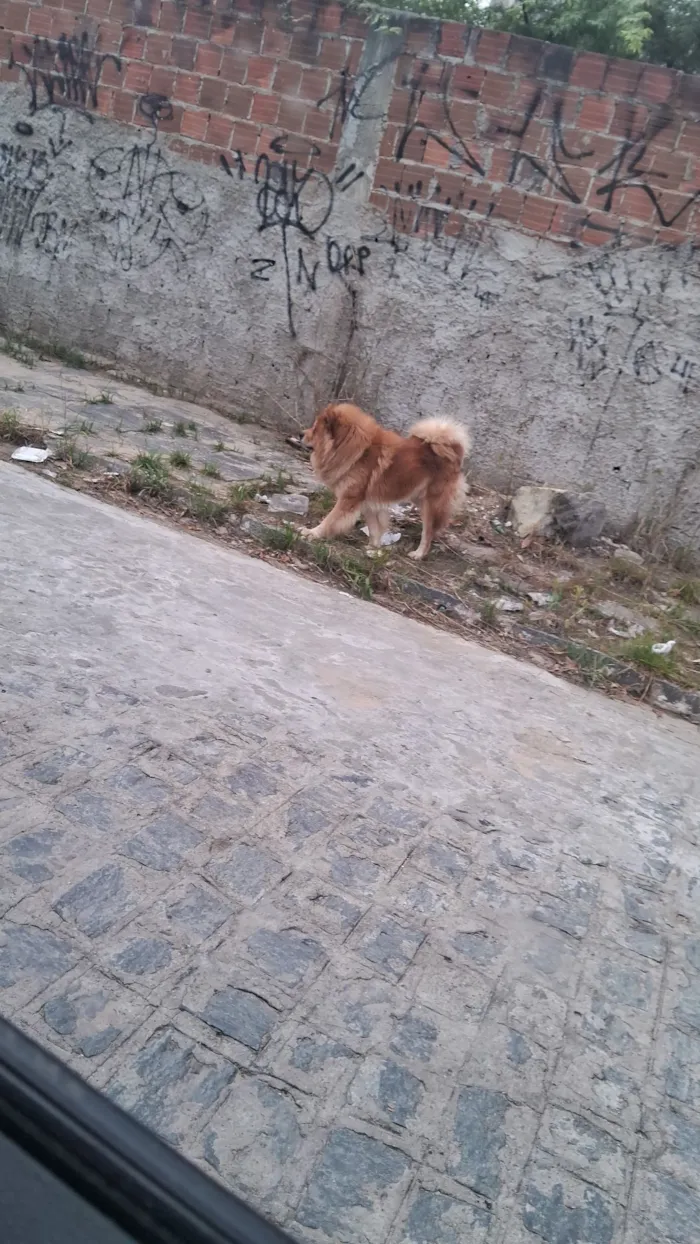 Cachorro raça Chow Chow idade 2 anos nome Chow Chow