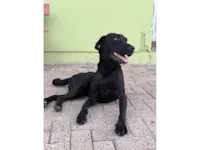 Cachorro raça SRD-ViraLata idade 1 ano nome Flor