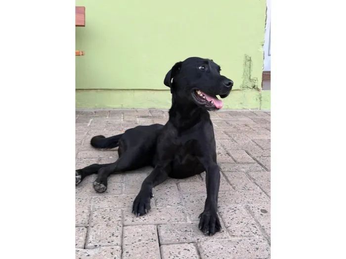Cachorro raça SRD-ViraLata idade 1 ano nome Flor
