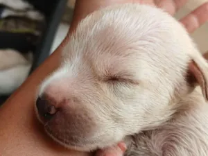 Cachorro raça SRD-ViraLata idade 2 a 6 meses nome Filhotes