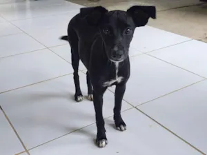 Cachorro raça SRD-ViraLata idade 7 a 11 meses nome Kiara