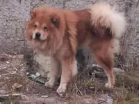 Cachorro raça Chow Chow idade 2 anos nome Chow Chow