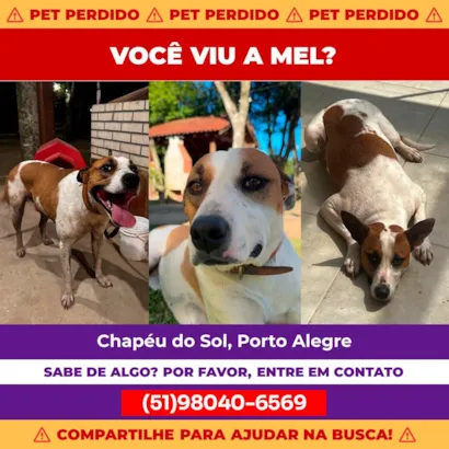 Cachorro raça SRD-ViraLata idade 1 ano nome Mel 