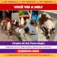 Cachorro raça SRD-ViraLata idade 1 ano nome Mel 