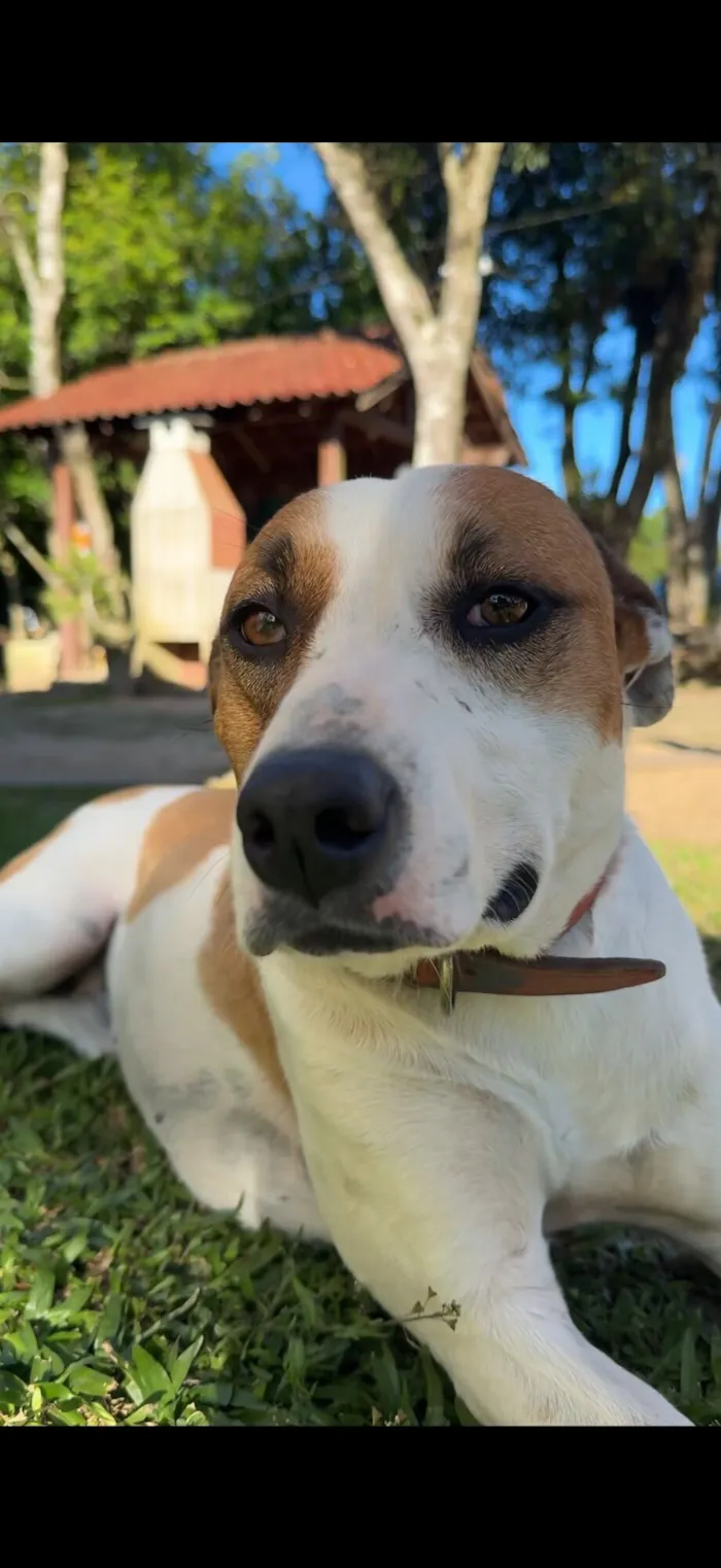 Cachorro raça SRD-ViraLata idade 1 ano nome Mel 