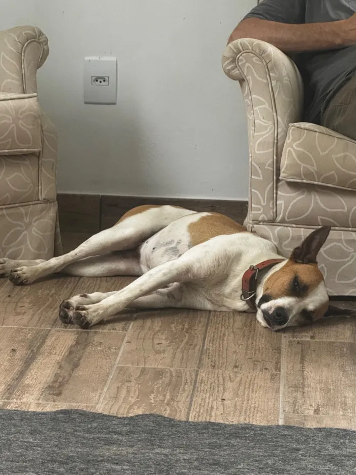 Cachorro raça SRD-ViraLata idade 1 ano nome Mel 