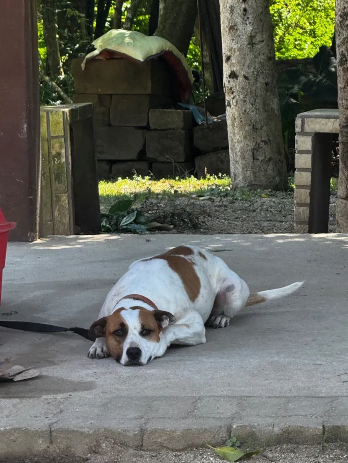 Cachorro raça SRD-ViraLata idade 1 ano nome Mel 