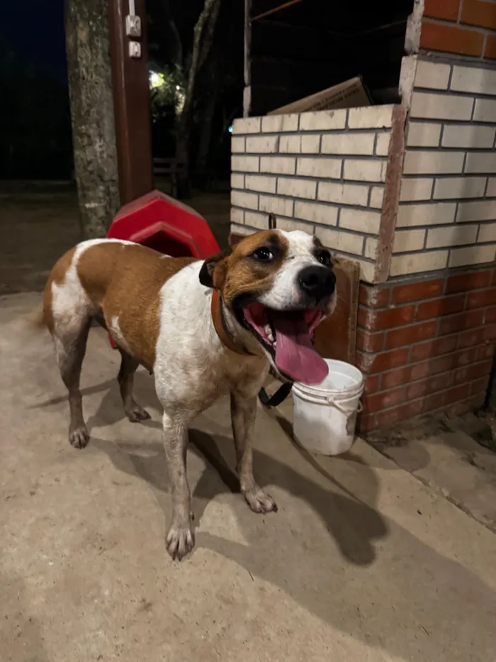 Cachorro raça SRD-ViraLata idade 1 ano nome Mel 