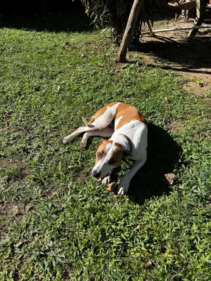 Cachorro raça SRD-ViraLata idade 1 ano nome Mel 