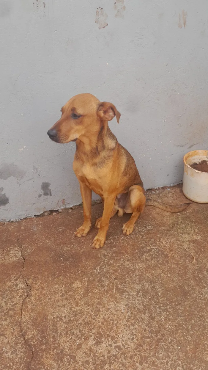 Cachorro raça SRD-ViraLata idade 7 a 11 meses nome Bobe