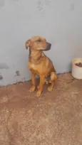 Cachorro raça SRD-ViraLata idade 7 a 11 meses nome Bobe