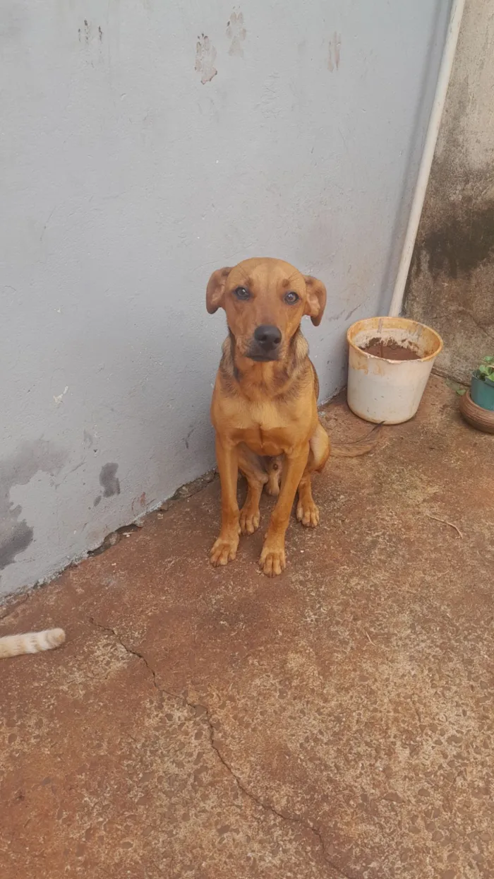 Cachorro raça SRD-ViraLata idade 7 a 11 meses nome Bobe