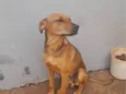 Cachorro raça SRD-ViraLata idade 7 a 11 meses nome Bobe