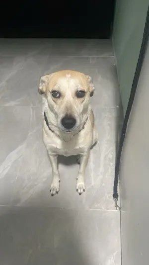 Cachorro raça SRD-ViraLata idade 4 anos nome MEGGIE