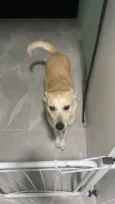Cachorro raça SRD-ViraLata idade 4 anos nome MEGGIE