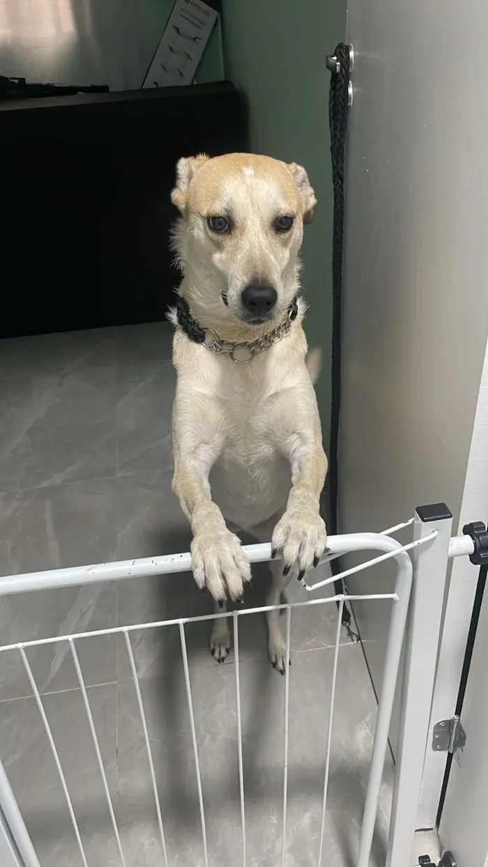 Cachorro raça SRD-ViraLata idade 4 anos nome MEGGIE