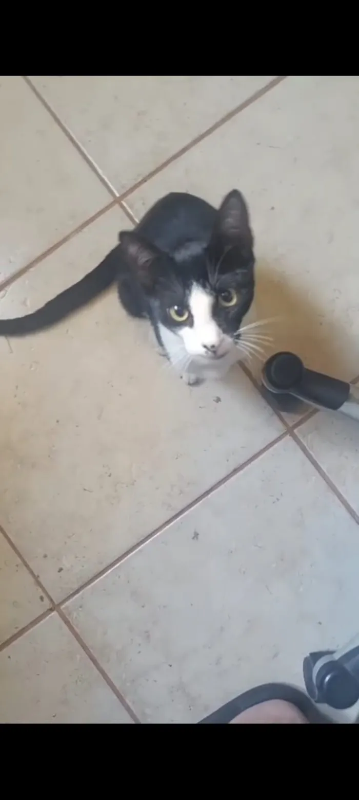 Gato raça SRD-ViraLata idade 7 a 11 meses nome Estou chamando de FRAJOLA