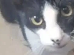 Gato raça SRD-ViraLata idade 7 a 11 meses nome Estou chamando de FRAJOLA