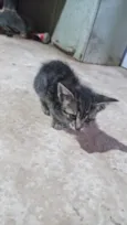 Gato raça SRD-ViraLata idade 2 a 6 meses nome Sem criatividade para nome :?-?)