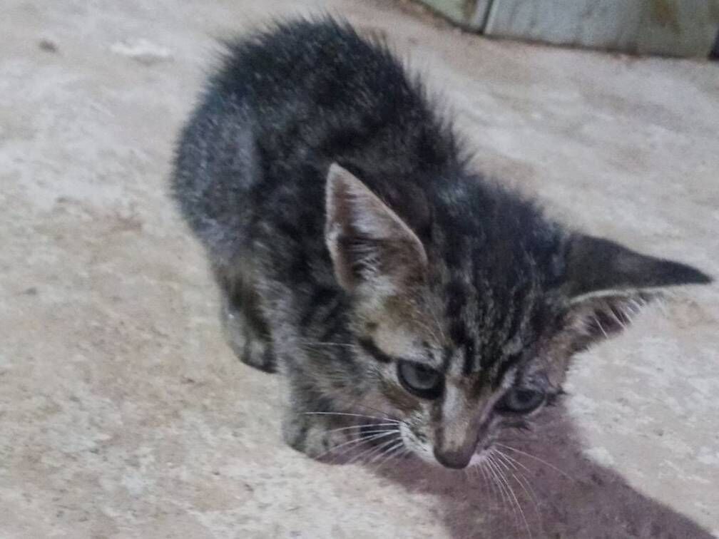 Gato raça SRD-ViraLata idade 2 a 6 meses nome Sem criatividade para nome :?-?)