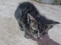Gato raça SRD-ViraLata idade 2 a 6 meses nome Sem criatividade para nome :?-?)