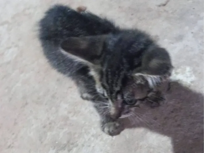 Gato raça SRD-ViraLata idade 2 a 6 meses nome Sem criatividade para nome :?-?)